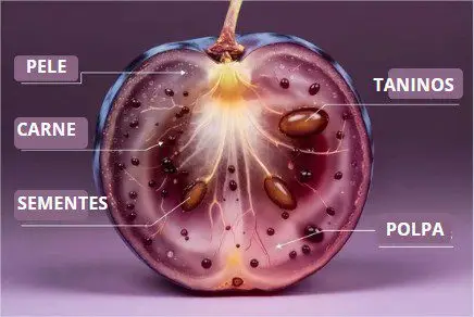 O que é tanino: diagrama da uva com foco na casca e sementes.