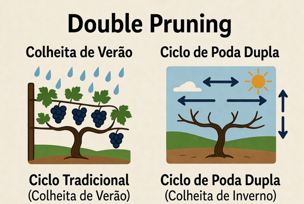 Infográfico da Dupla Poda: Inversão do ciclo da uva para colheita no inverno em Minas Gerais.