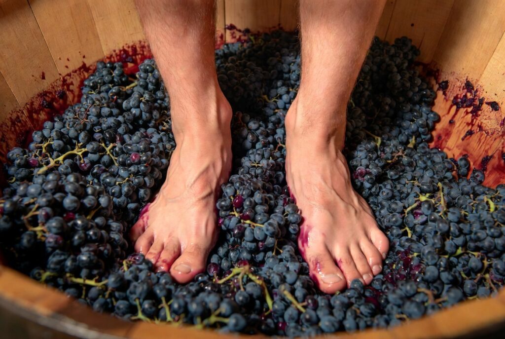 pisa_da_uva_detalhe_pes-1024x687 Vindima Brasil 2026: Quanto Custa a Pisa da Uva e Como Participar do Sonho da Colheita