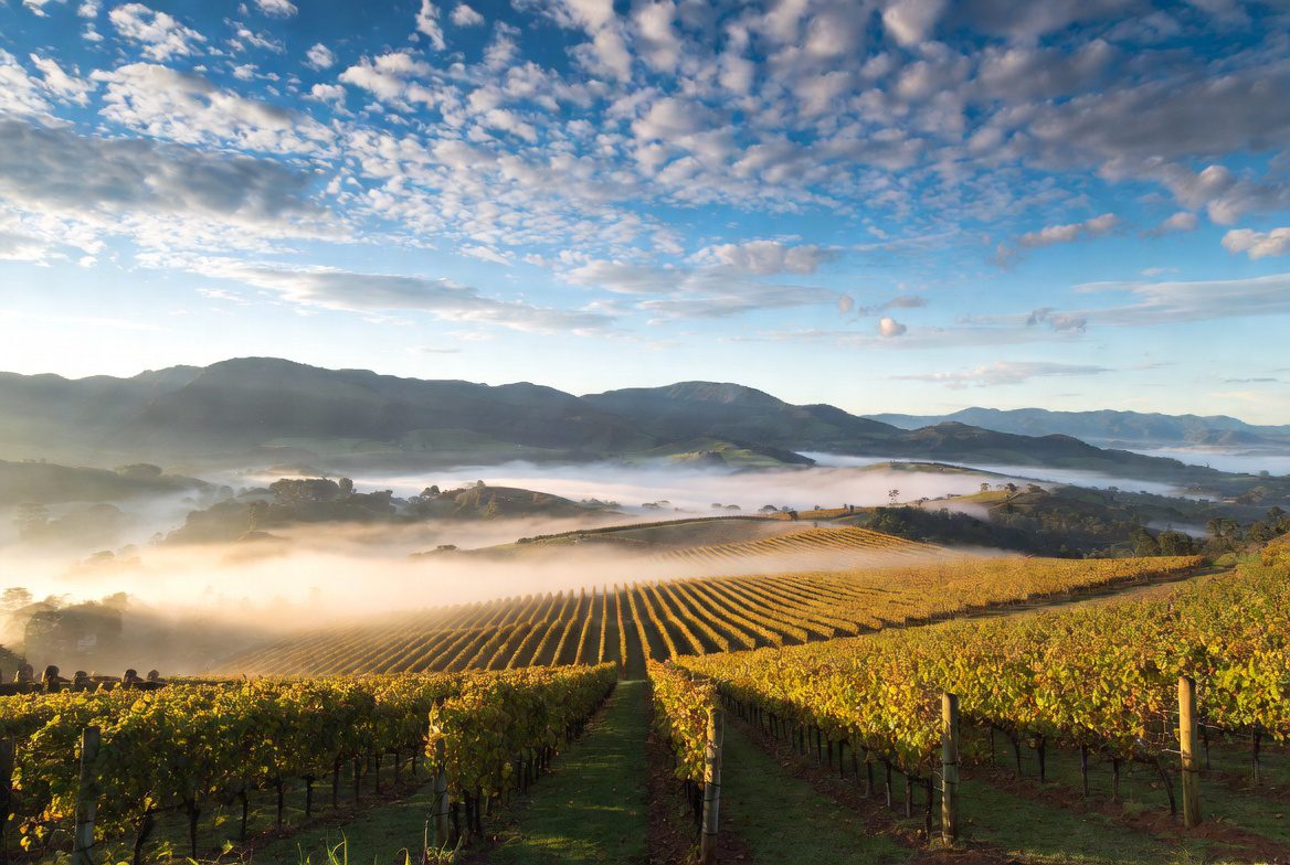 O que é Terroir: Vinhedos de altitude na Serra Catarinense demonstrando a influência do clima e geografia.