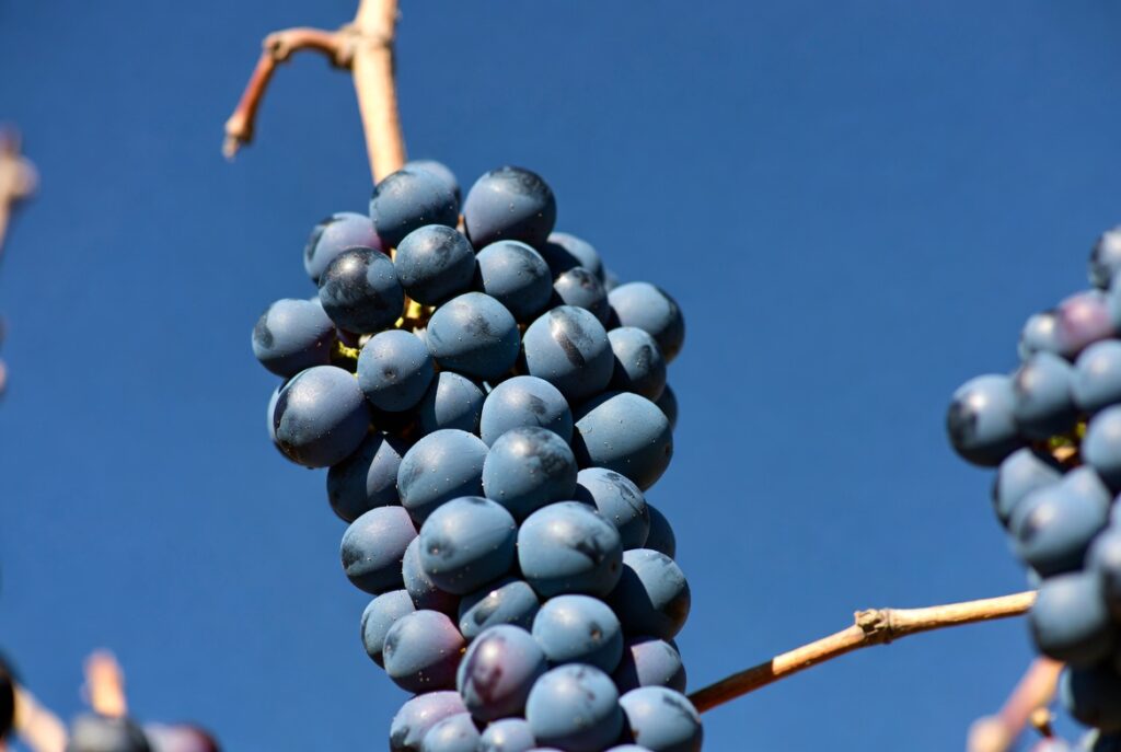 uvas-vinhos-altitude-qualidade-1024x687 O que é Terroir? Entenda como a Altitude Define o Sabor dos Vinhos no Brasil