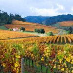 Vale dos Vinhedos: Vista panorâmica das parreiras e vinícolas na Serra Gaúcha, ideal para roteiro em vinículas.