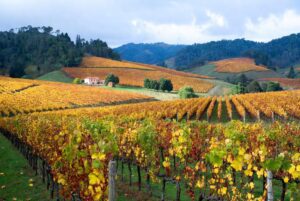 Vale dos Vinhedos: Vista panorâmica das parreiras e vinícolas na Serra Gaúcha, ideal para roteiro em vinículas.