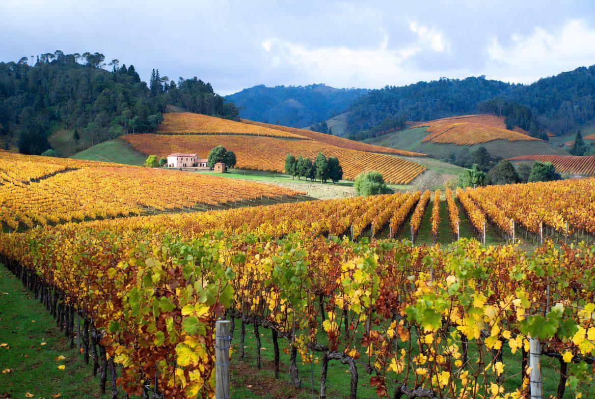 Vale dos Vinhedos: Vista panorâmica das parreiras e vinícolas na Serra Gaúcha, ideal para roteiro em vinículas.