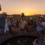 Vindima Brasil: Celebração da colheita com turistas colhendo uvas e preparando a Pisa da Uva na Serra Gaúcha.