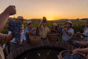 Vindima Brasil: Celebração da colheita com turistas colhendo uvas e preparando a Pisa da Uva na Serra Gaúcha.
