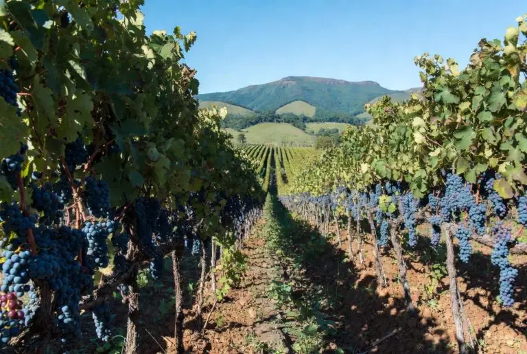 Vinícolas Minas Gerais: Vinhedos na Serra da Mantiqueira durante a Colheita de Inverno.