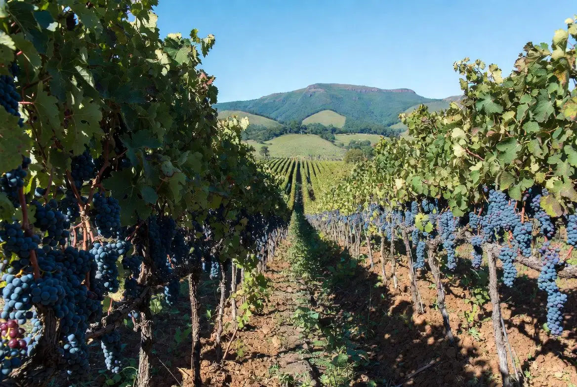 Vinícolas Minas Gerais: Vinhedos na Serra da Mantiqueira durante a Colheita de Inverno.