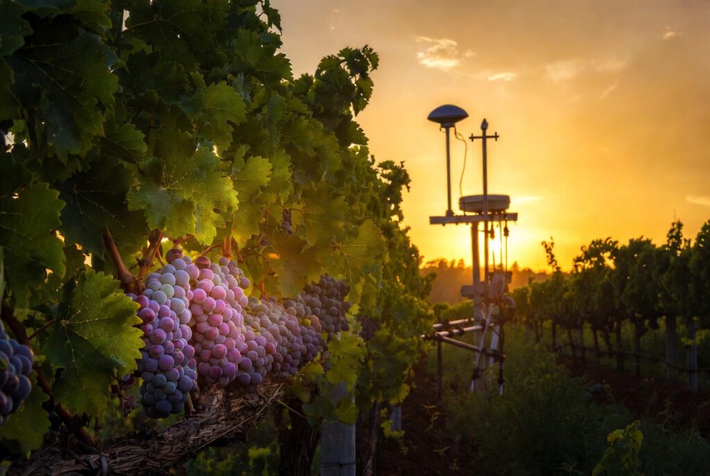  Top 7 Melhores Vinhos Brasileiros em 2026: A Elite Nacional Descomplicada