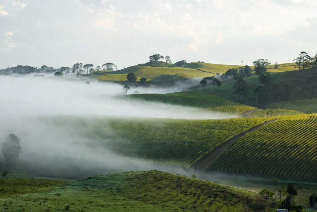 terroir-pinto-bandeira-espumantes-1024x687 Espumantes: Os 5 Melhores Brut Nacionais para Celebrar com Estilo em 2026