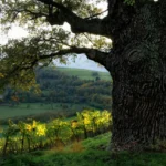 experiencias vinicolas pelo mundo roteiros e dicas 1773355932