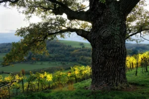 experiencias vinicolas pelo mundo roteiros e dicas 1773355932
