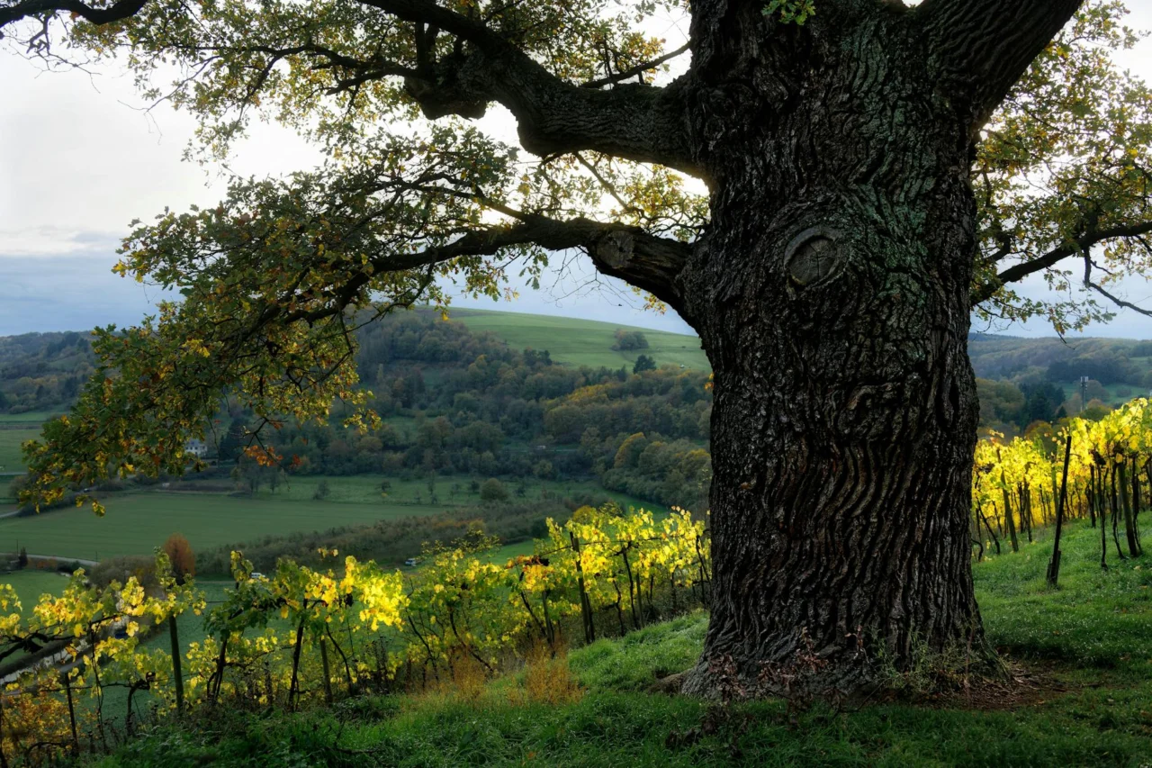 experiencias vinicolas pelo mundo roteiros e dicas 1773355932