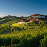 Paisagem panorâmica de vinhedos em patamares na Serra Gaúcha durante o verão, com luz solar dourada e montanhas ao fundo.